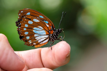 Amazing moment , Butterfly, pupae and cocoons are suspended. Concept transformation of Butterfly