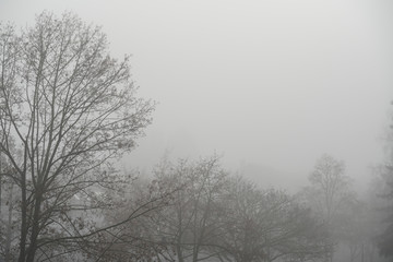 Fototapeta na wymiar Bäume im Nebel