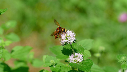 Wasp picking up nectar from a white plant in the woods