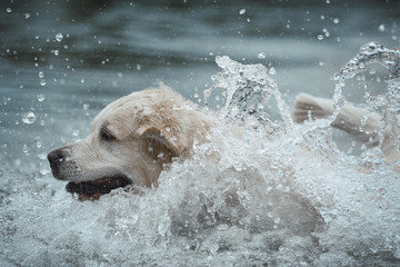 Weißer Labrador schwimmt im Wasser