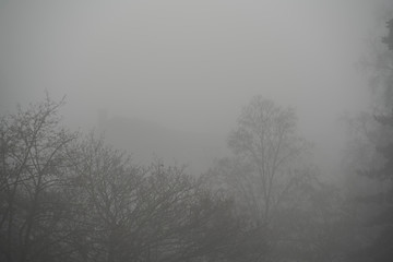 Obraz na płótnie Canvas Bäume im Nebel
