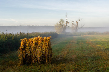 Poranne mgły w Dolinie Narwi, Podlasie, Polska © podlaski49