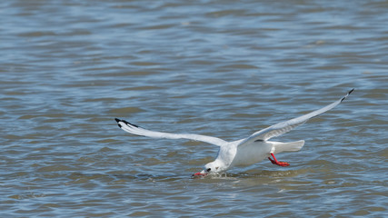 Fototapeta premium mouette rieuse 