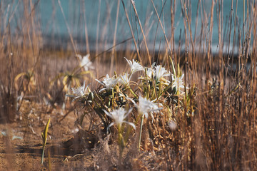 Sea daffodil, sea flower, close up