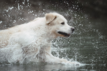 Weißer Labrador hat Spaß im Wasser