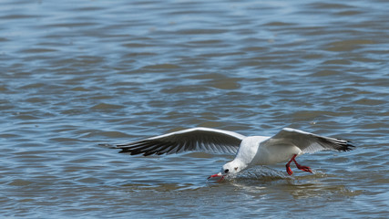 mouette rieuse "chroicocephalus ridibundus"