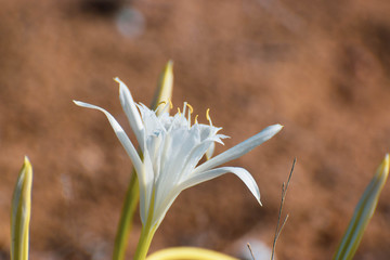 Obraz premium Sea daffodil, sea flower, close up