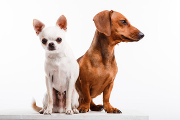 White chihuahua and brown dachshund on a white background.