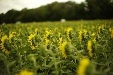  field of sunflowers