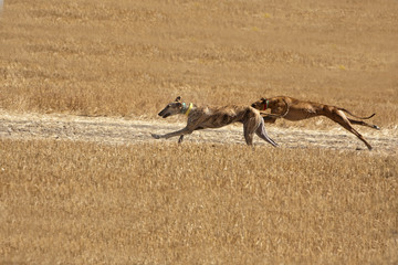 Greyhounds at full speed during a race