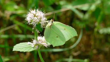 White butterfly picking up nectar from a white plant in the forest