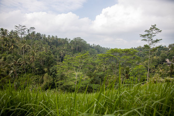 Fototapeta premium Forest on Bali Island