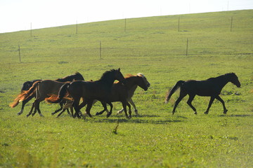 Pferdeherde im Galopp auf der Wiese