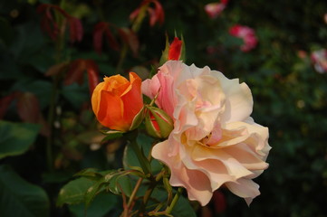 Rose Garden with Peach and Orange Roses