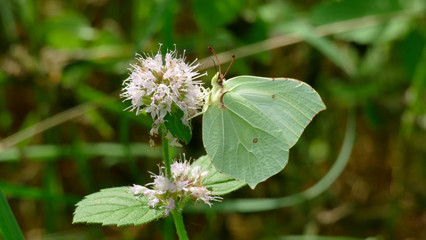 White butterfly picking up nectar from a white plant in the forest