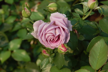 Lavender Rosebud
