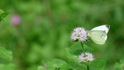 White butterfly picking up nectar from a white plant in the forest