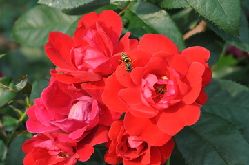 Buzzing Bee