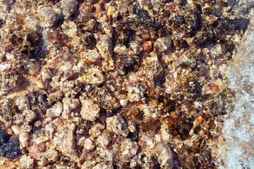 Shoal of the Red Sea, Egypt. Sea pebbles as background. Top view, beautiful natural background.