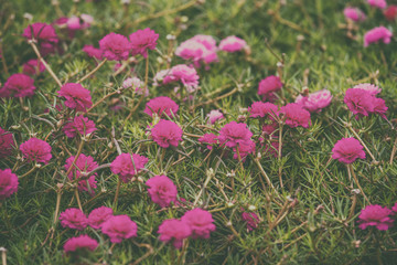 Obraz na płótnie Canvas Colorful blooming cosmos pink flower field