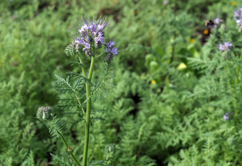 Phaceliablüten,die Gründüngungspflanze im Garten