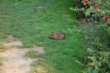 Rabbit in Rose Garden