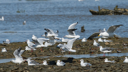 mouette rieuse 