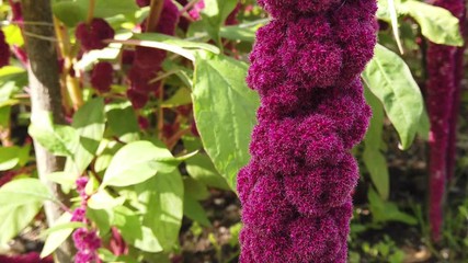 Amaranthus caudatus. Also known as as love-lies-bleeding, pendant amaranth, tassel flower, velvet flower, foxtail amaranth, and quilete.