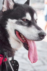 Portrait Of Alaskan Malamute With Open Mouth And Put Out Tongue