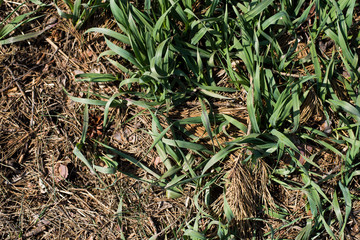 spiky soil with green grass in spring