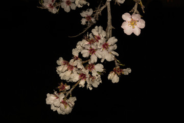 Flor de almendro con fondo negro
