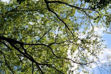 The green summer leaves in the treetop with the sky.