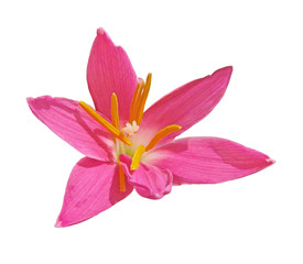 Obraz na płótnie Canvas Beautiful pink flower isolated on a white background