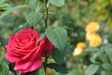 Blooming Red Rose