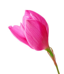 Beautiful pink flower isolated on a white background