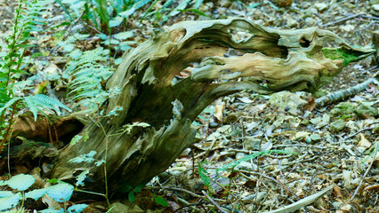 Remains of an old tree in the forest