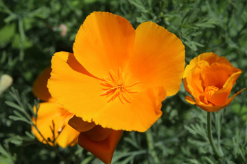 Fototapeta premium The beautiful bright orange flowers of Eschscholzia californica, outdoors in a natural setting in close up. Also known as californian or golden poppy.