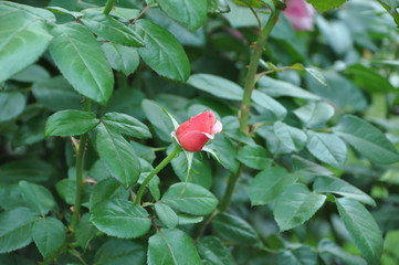 Single Rosebud