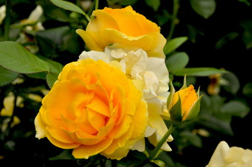Yellow Orange Roses