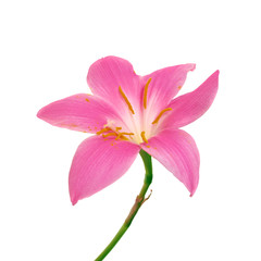 Beautiful pink flower isolated on a white background