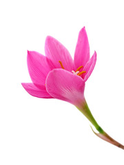 Fototapeta premium Beautiful pink flower isolated on a white background