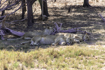 Lion on a sanctuary for captivity born lions