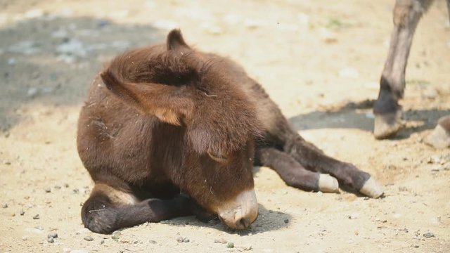 little donkey lies and does not want to get up