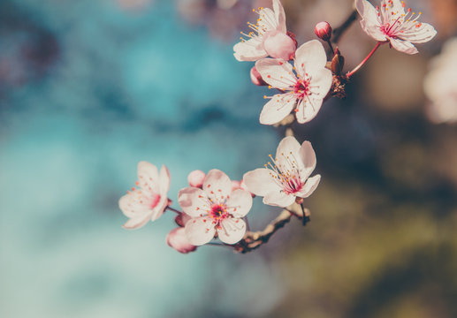 acercamiento a rama de cerezo con flores en primavera con fondo desenfocado