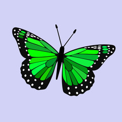 Green Winged Butterfly Vector - Monarch Digital Design	