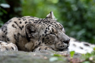 Fototapeta na wymiar Leopardo de las nieves