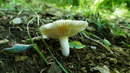 White mushroom in the forest floor