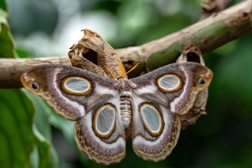 Amazing moment , Butterfly, pupae and cocoons are suspended. Concept transformation of Butterfly
