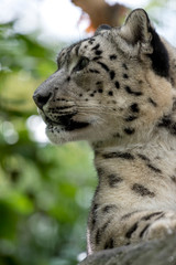 Obraz premium Leopardo de las nieves