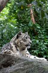 Leopardo de las nieves